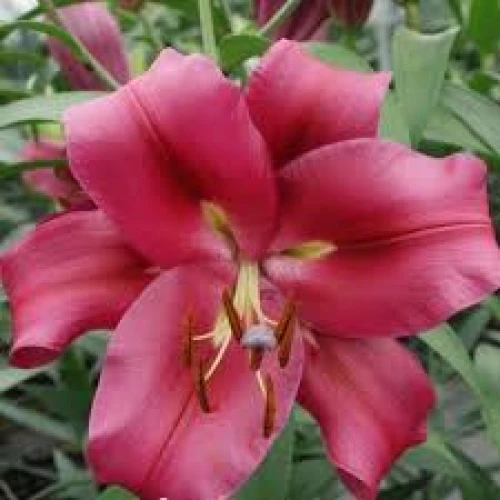 Ľalia Red Desire 